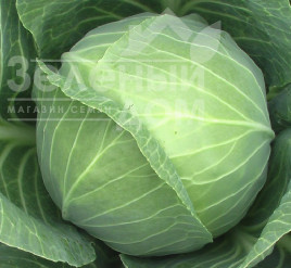 Насіння капусти білокачанної Камінна голова / Kamennaya golova купити оптом і в роздріб в Україні за вигідною ціною