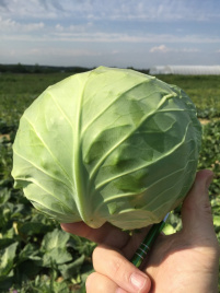 Насіння капусти білокачанної Пушма F1 / Pushma F1,48-52 дні купити оптом і в роздріб в Україні за вигідною ціною