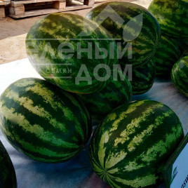 Насіння кавуна Сансвіт F1 / Sunsweet F1 купити оптом і в роздріб в Україні за вигідною ціною