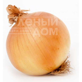 Цибуля ріпчаста Глобус / Globus,112-118 днів купити оптом і в роздріб в Україні за вигідною ціною
