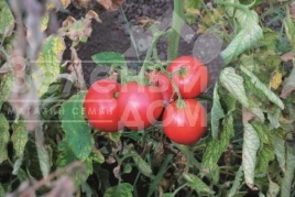 Семена томатов До-ре-ми F1 / Do-re-mi F1 купить оптом и в розницу в Украине по выгодной цене