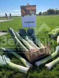 Лук порей Криптон F1 / Kripton F1,95-100 дней купить оптом и в розницу в Украине по выгодной цене