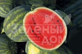 Семена арбуза Сорренто F1 / Sorrento F1,54-57 дней купить оптом и в розницу в Украине по выгодной цене