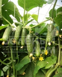 Семена огурцов Кибрия F1 / Kybria F1,38-42 дня купить оптом и в розницу в Украине по выгодной цене