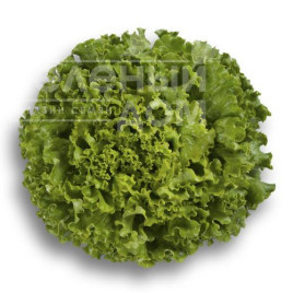 Насіння салату Крістабель / Kristabel купити оптом і в роздріб в Україні за вигідною ціною