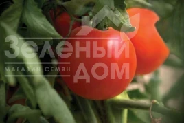 Насіння томату Джампакт F1 / Jampakt F1, 65-70 днів купити оптом і в роздріб в Україні за вигідною ціною