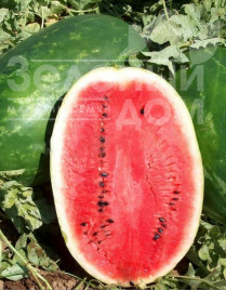 Насіння кавуна Ерлі Саманта F1 / Early Samanta F1,65 - 70 днів купити оптом і в роздріб в Україні за вигідною ціною