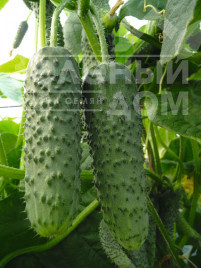 Насіння огірків Амур F1 / Amour F1,40-45 днів купити оптом і в роздріб в Україні за вигідною ціною