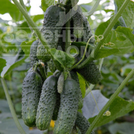 Насіння огірків Фантазі F1 / Fantazi F1 купити оптом і в роздріб в Україні за вигідною ціною
