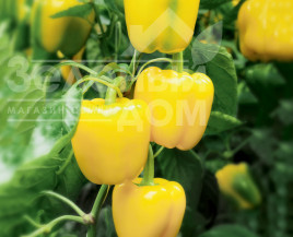 Насіння солодкого перцю Люмос F1 / Lyumos F1,60-63 дні купити оптом і в роздріб в Україні за вигідною ціною