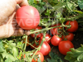 Насіння томатів Семакінг F1 / Semaking F1,80-90 днів купити оптом і в роздріб в Україні за вигідною ціною