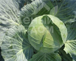 Семена капусты белокочанной Дитмаршер Фрюер / Ditmarsher Fryuyer купить оптом и в розницу в Украине по выгодной цене