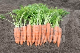Семена моркови Вита Лонга / Vita Longa,160 дней купить оптом и в розницу в Украине по выгодной цене