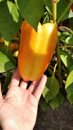 Насіння солодкого перцю Хелікон F1 / Helikon F1,70-75 днів купити оптом і в роздріб в Україні за вигідною ціною