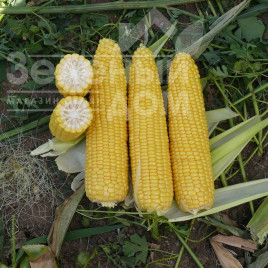 Насіння кукурудзи Добриня F1 / Dobrynja F1,70 днів купити оптом і в роздріб в Україні за вигідною ціною