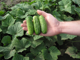 Насіння огірків Івонна F1 / Ivonna F1 купити оптом і в роздріб в Україні за вигідною ціною