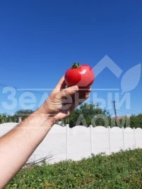 Семена томатов Селла F1 / Sella F1, 58-62 дня купить оптом и в розницу в Украине по выгодной цене