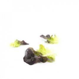 Насіння салату Ксандра / Xandra купити оптом і в роздріб в Україні за вигідною ціною