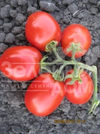 Семена томатов 8504 F1 / 8504 F1, 125 дней купить оптом и в розницу в Украине по выгодной цене