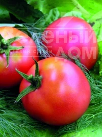 Семена томатов Настенька / Nastenka, 90-100 дней купить оптом и в розницу в Украине по выгодной цене
