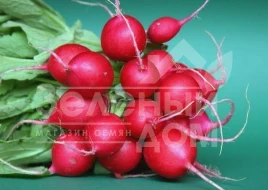 Семена редиса Гранат / Granat,20 дней купить оптом и в розницу в Украине по выгодной цене