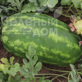 Насіння кавуна Реджина F1 / Regina F1 купити оптом і в роздріб в Україні за вигідною ціною