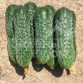 Семена огурцов 14015 F1 / 14015 F1,45 дней купить оптом и в розницу в Украине по выгодной цене