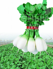 Насіння редьки Аккорд (СаммерБріз) F1 / Accord (SummerBreez) F1,55-60 днів купити оптом і в роздріб в Україні за вигідною ціною