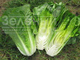 Насіння салату Кілнсей / Kilnsey купити оптом і в роздріб в Україні за вигідною ціною