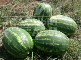 Насіння кавуна Тамерлан F1 / Tamerlan F1,65-68 днів купити оптом і в роздріб в Україні за вигідною ціною