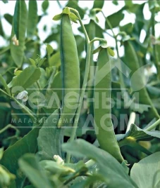 Семена гороха Грунди / Hrundi,70 дней купить оптом и в розницу в Украине по выгодной цене