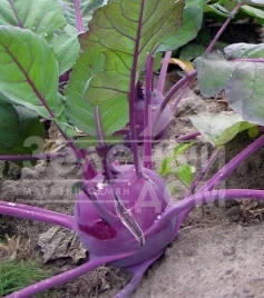 Семена капусты кольраби Виолета / Violeta,80-100 дней купить оптом и в розницу в Украине по выгодной цене