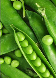 Насіння гороху Бінго / Bingo,80-85 днів купити оптом і в роздріб в Україні за вигідною ціною