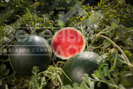 Насіння кавуна Гуелва F1 / Huelva F1,55-60 днів купити оптом і в роздріб в Україні за вигідною ціною