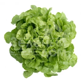 Семена салата Китония / Kitonia купить оптом и в розницу в Украине по выгодной цене