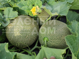 Насіння дині Сара F1 (INX 1231) F1 / SARA F1 (INX 1231) F1,48-50 днів купити оптом і в роздріб в Україні за вигідною ціною