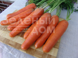 Насіння моркви Анета F1 / Aneta F1,100-105 днів купити оптом і в роздріб в Україні за вигідною ціною