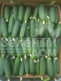Семена огурцов Кассиус F1 / Cassius F1,32-35 дней купить оптом и в розницу в Украине по выгодной цене