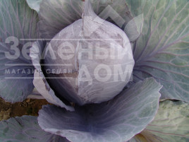 Насіння капусти червоноголової Руфус / Rufus купити оптом і в роздріб в Україні за вигідною ціною