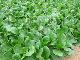 Насіння салату Амели / Ameli купити оптом і в роздріб в Україні за вигідною ціною