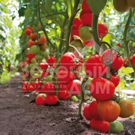 Семена томатов Тайлер F1 / Tajler F1,95-100 дней купить оптом и в розницу в Украине по выгодной цене