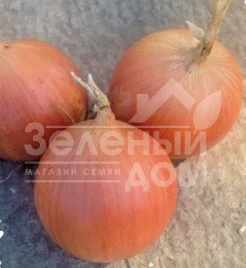 Лук репчатый Кейс F1 / Keys F1, 250 дней купить оптом и в розницу в Украине по выгодной цене