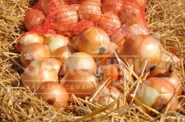 Лук репчатый Спэниш Медальон F1 / Spanish Medalions F1,90 дней купить оптом и в розницу в Украине по выгодной цене
