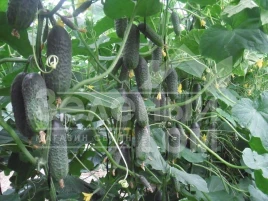 Семена огурцов Директор F1 / Director F1,43-45 дней купить оптом и в розницу в Украине по выгодной цене
