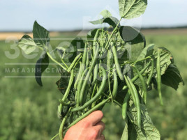 Насіння спаржевої квасолі Мессі / Messi,58-62 дні купити оптом і в роздріб в Україні за вигідною ціною