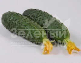 Семена огурцов Маринда F1 / Marinda F1,40-45 дней купить оптом и в розницу в Украине по выгодной цене