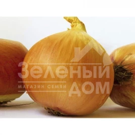 Лук репчатый Ламика F1 / Lamyca F1 купить оптом и в розницу в Украине по выгодной цене