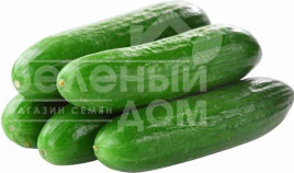 Насіння огірків Мева F1 / Mewa F1,40 днів купити оптом і в роздріб в Україні за вигідною ціною