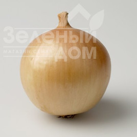 Цибуля ріпчаста Франциско / Franzisko,110 днів купити оптом і в роздріб в Україні за вигідною ціною