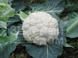 Семена капусты цветной Локрис F1 / Locris F1,85 дней купить оптом и в розницу в Украине по выгодной цене